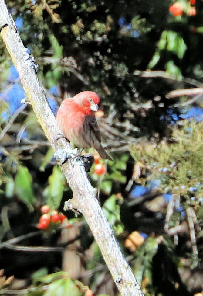 Мексиканская чечевица - ML647235700