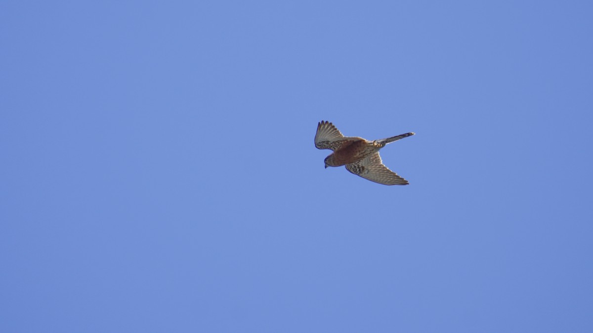 Malagasy Kestrel - ML647235704