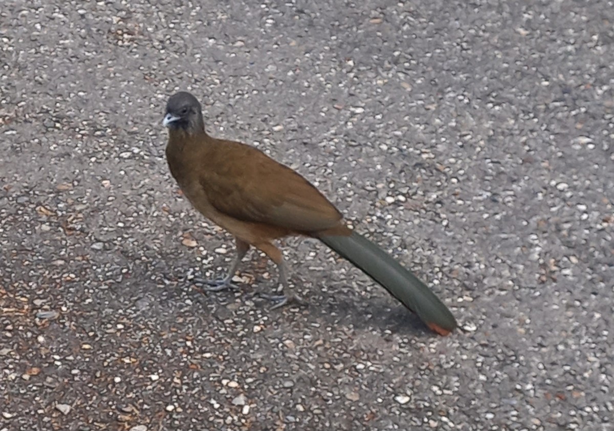 Чачалака рудогуза - ML647235706