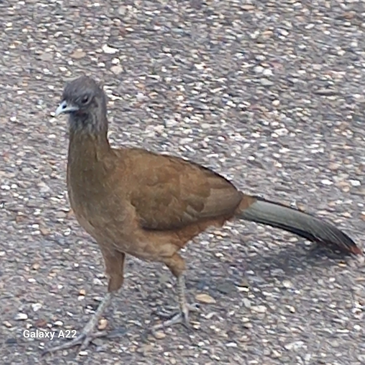 Чачалака рудогуза - ML647235707