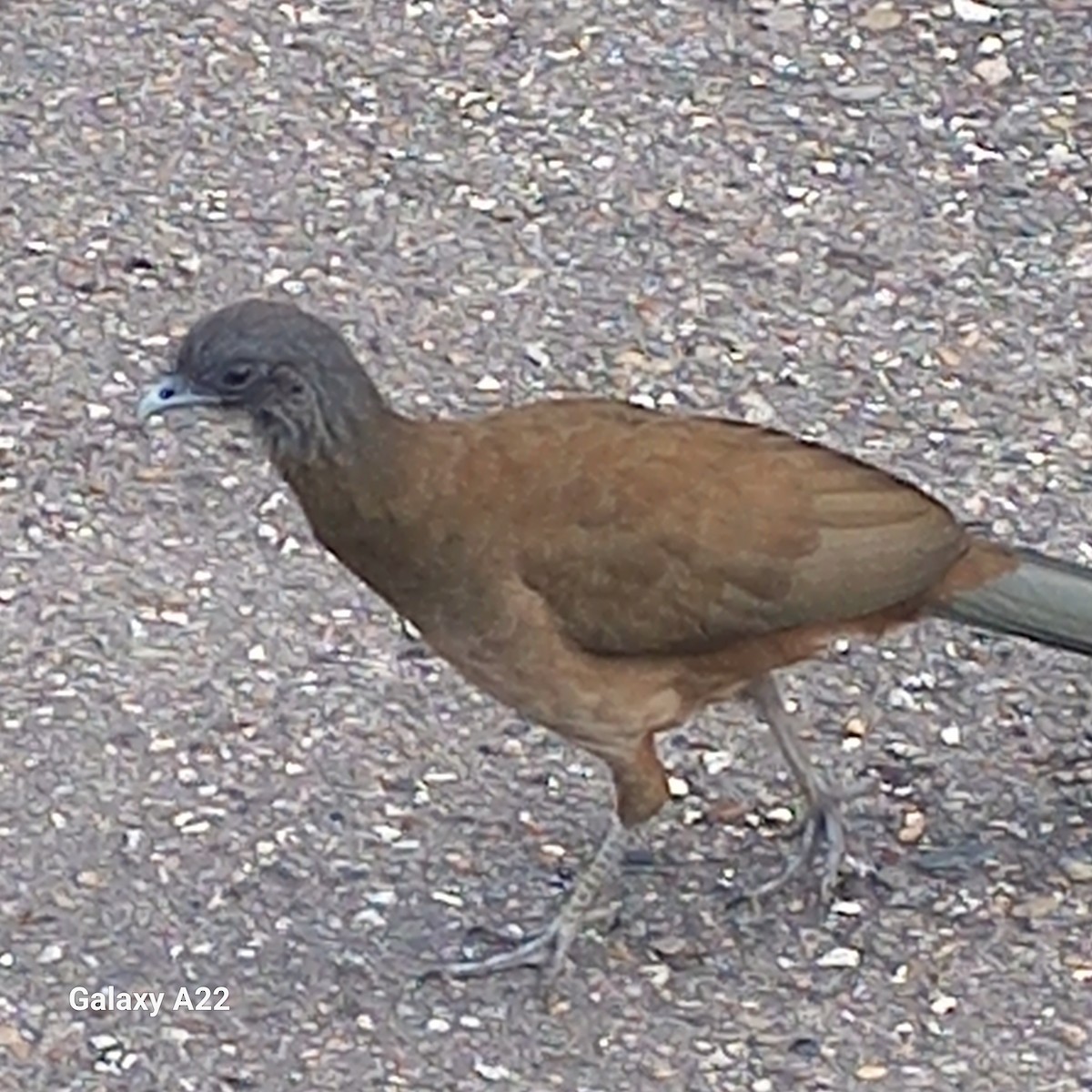 Чачалака рудогуза - ML647235708