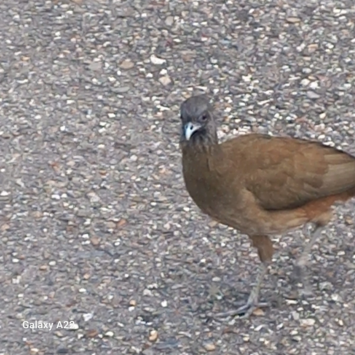 Чачалака рудогуза - ML647235709