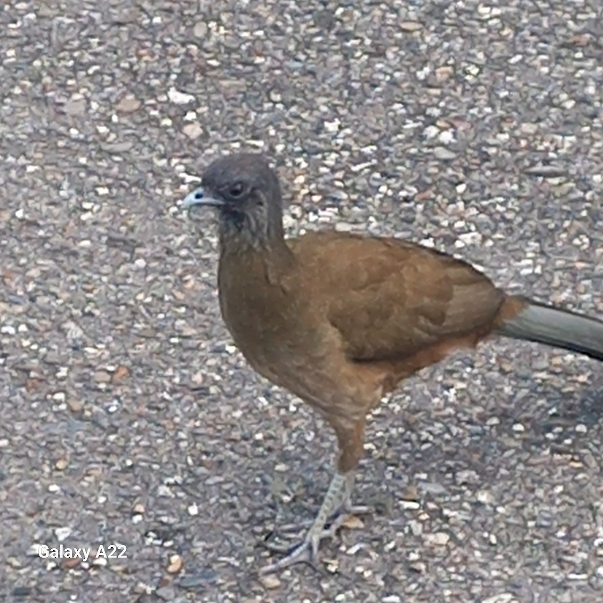 Чачалака рудогуза - ML647235710