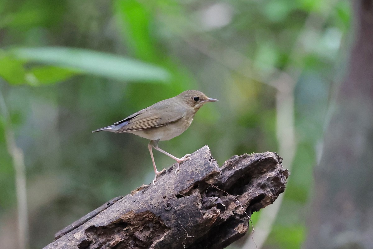 Siberian Blue Robin - ML647235720