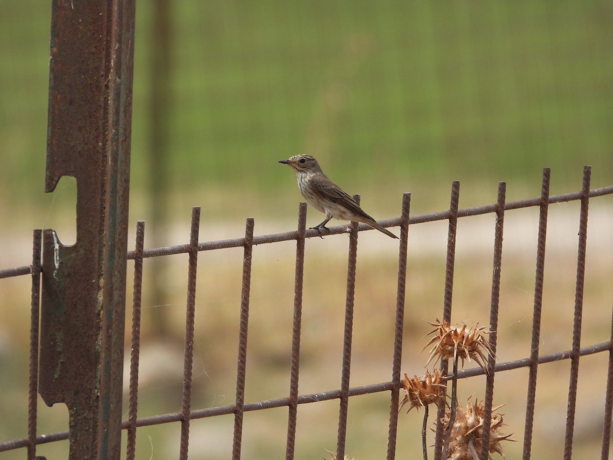 Spotted Flycatcher - ML647235723