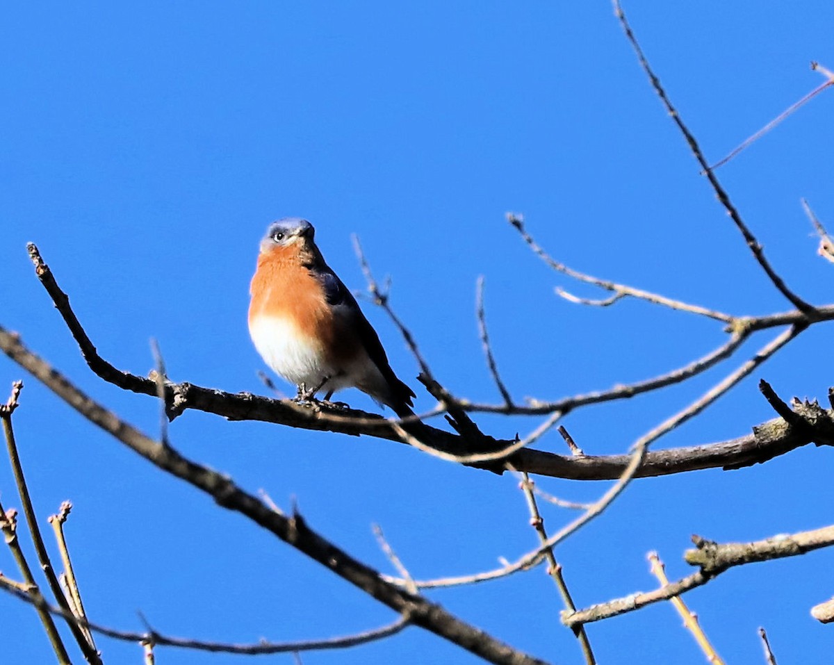 Восточная сиалия - ML647235736