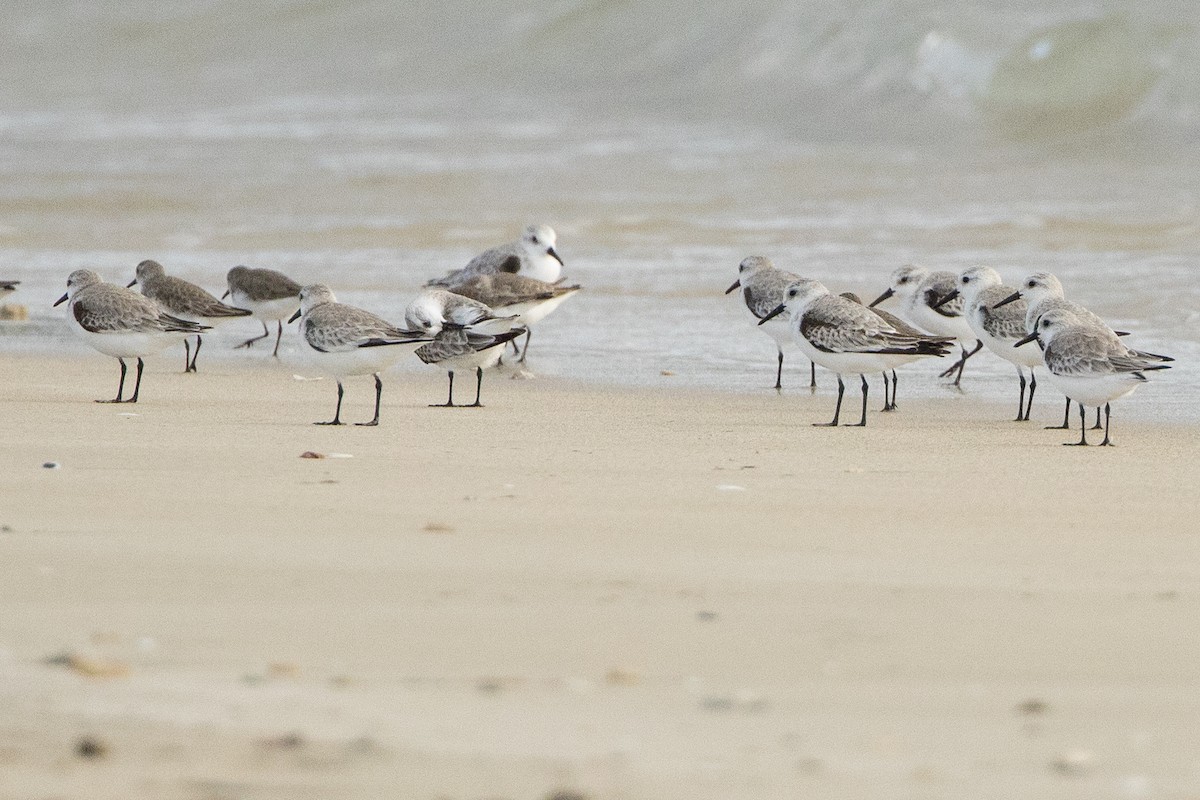 Песчанка - ML647235737