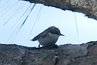 Brown-headed Nuthatch - ML647235760