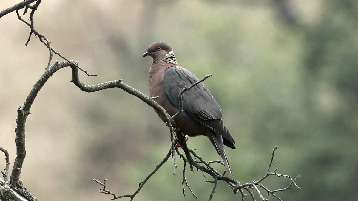 Chilean Pigeon - ML647235779