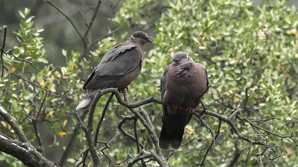 Chilean Pigeon - ML647235780