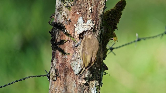 Добаш оливковий - ML647235783