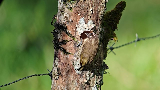 Добаш оливковий - ML647235784