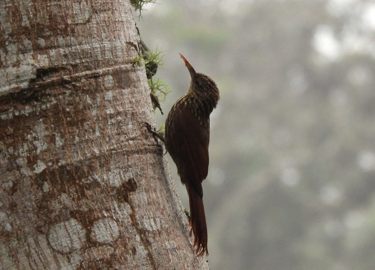 Streak-headed Woodcreeper - ML647235790