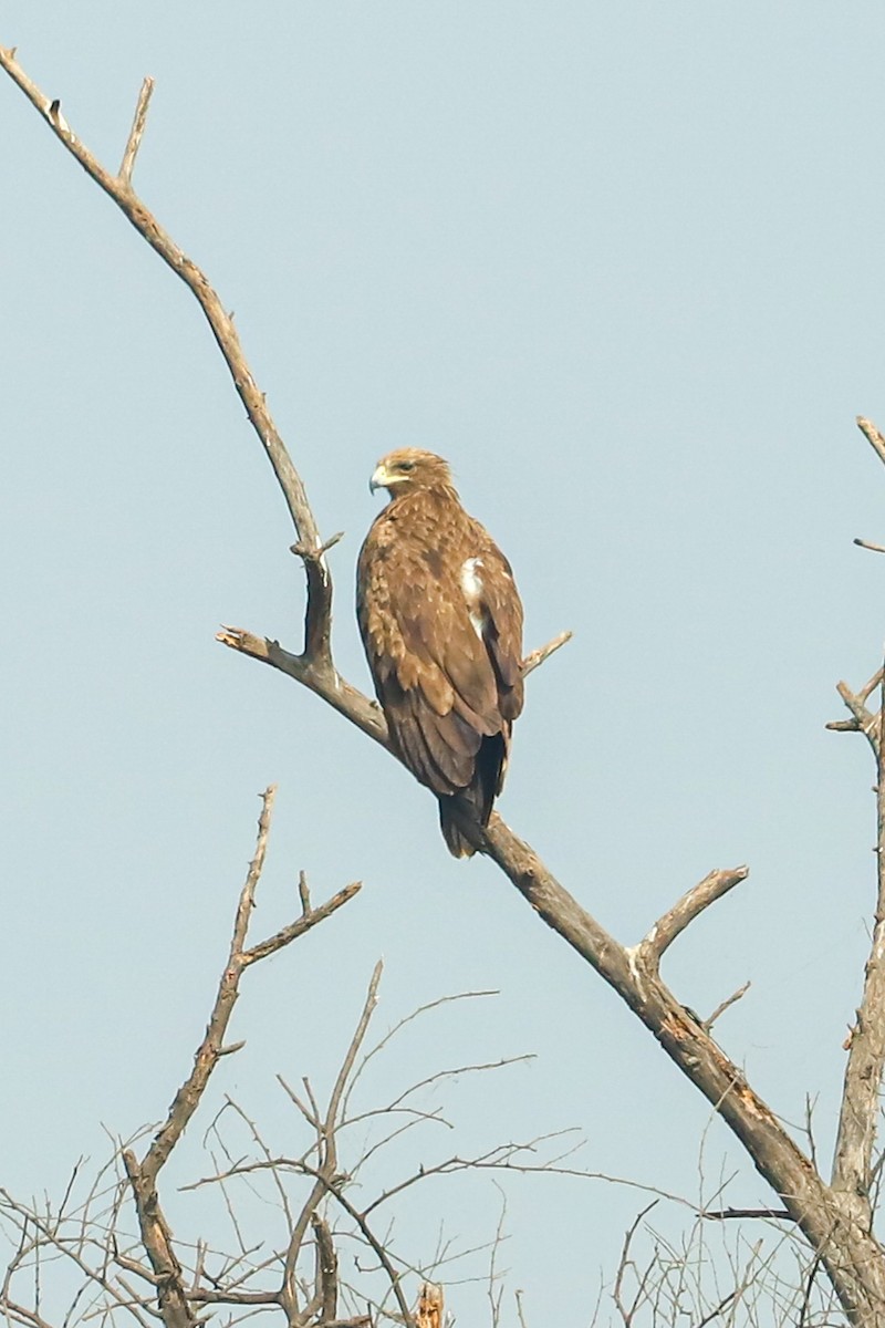 Indian Spotted Eagle - ML647235792