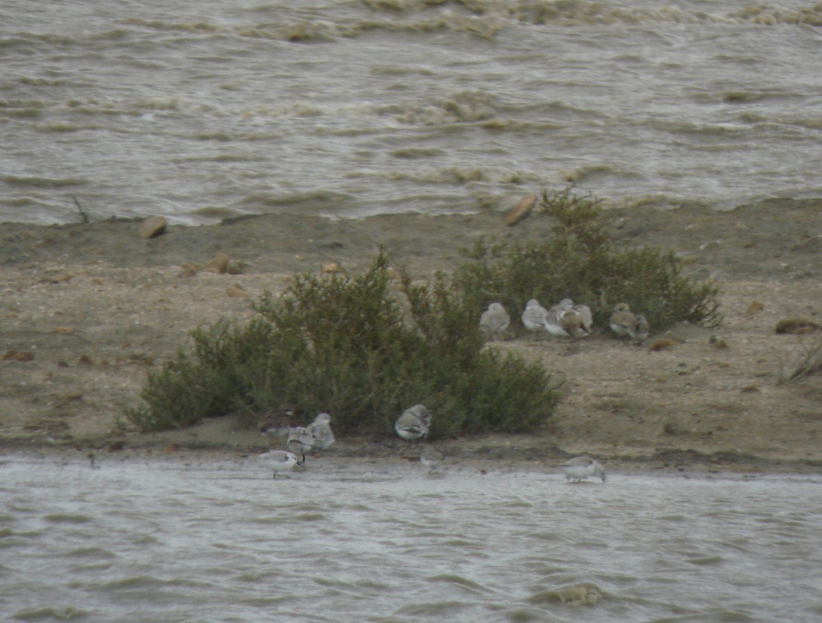 Песчанка - ML647235838