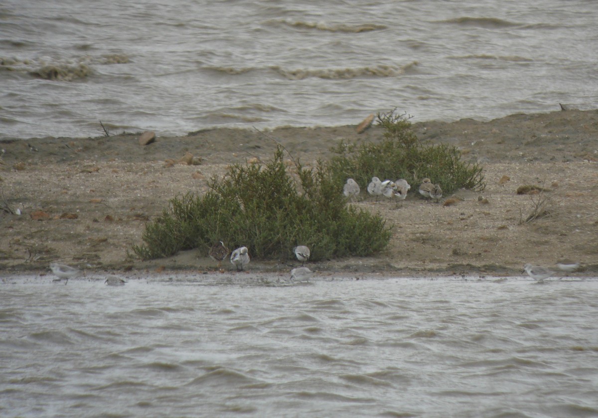 Песчанка - ML647235839