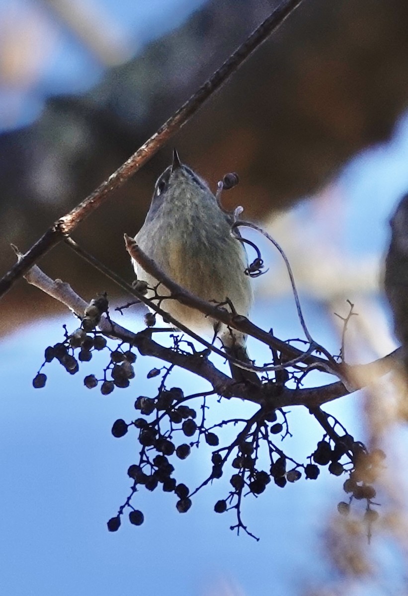 Rubingoldhähnchen - ML647235848