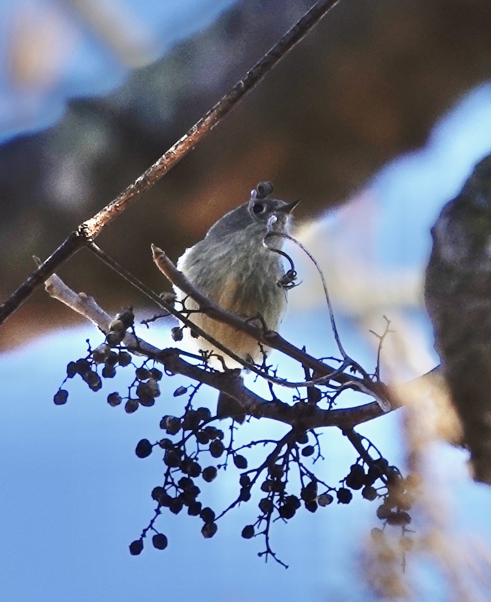 Rubingoldhähnchen - ML647235849