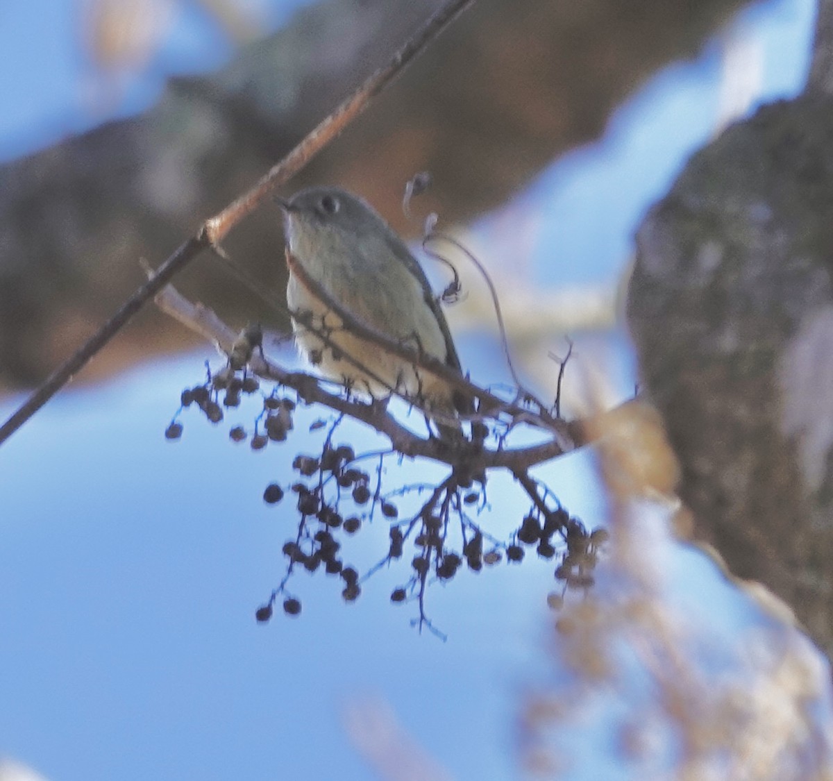 Rubingoldhähnchen - ML647235850