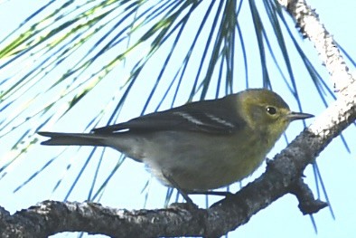 Pine Warbler - ML647235851