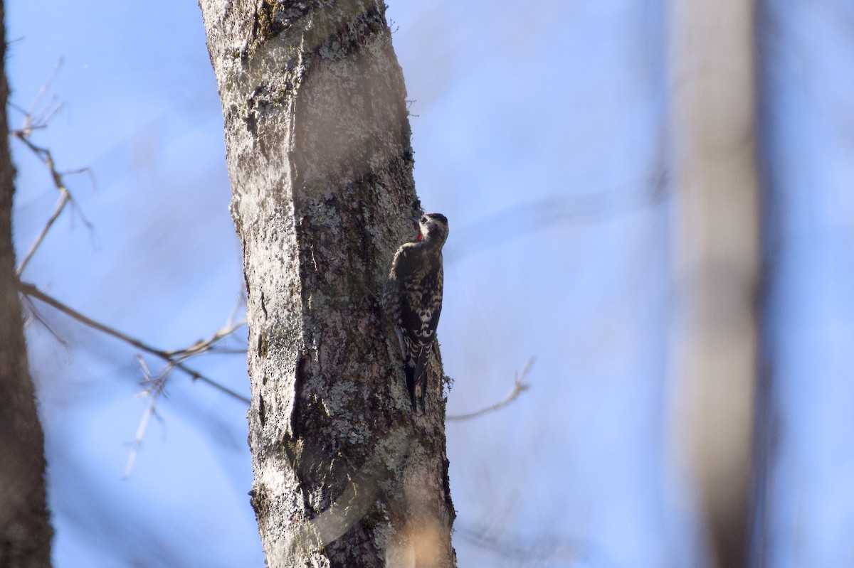 datel rudohrdlý - ML647235875