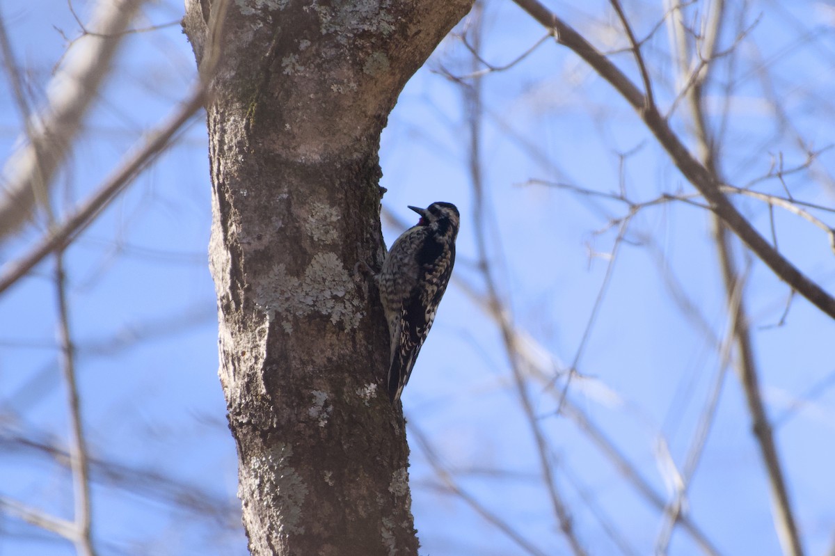 datel rudohrdlý - ML647235876