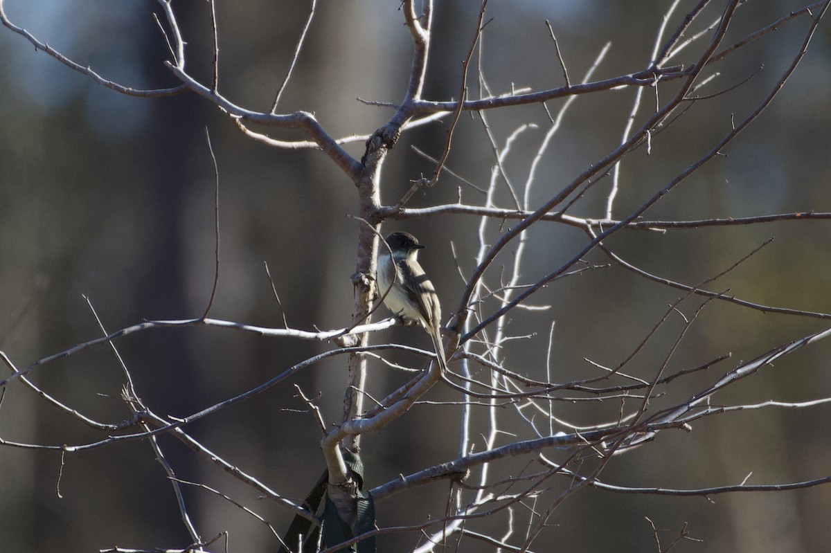 tyranovec domácí - ML647235879