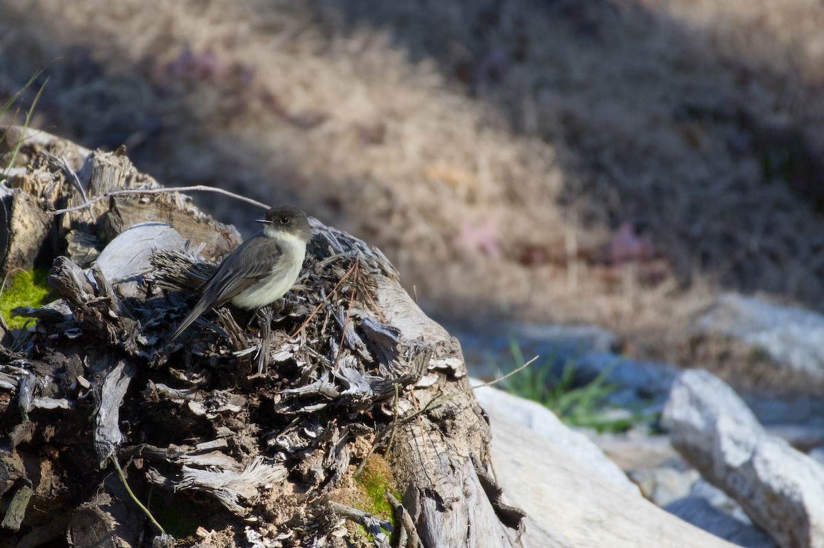 tyranovec domácí - ML647235880