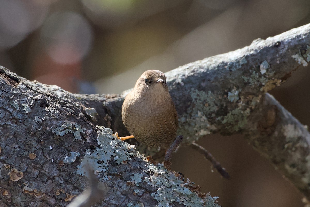 střízlík kanadský - ML647235885