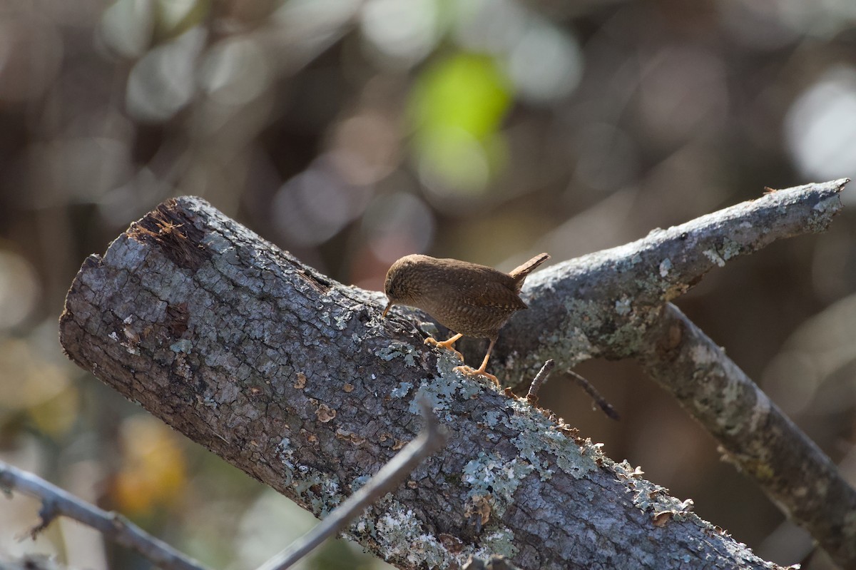 střízlík kanadský - ML647235889