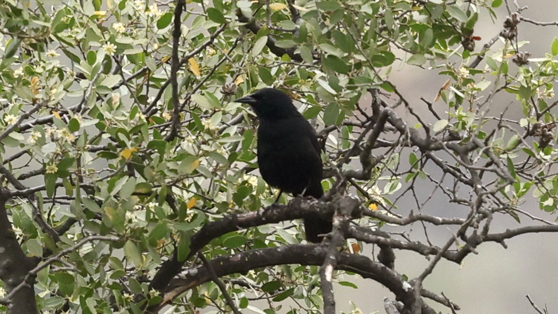 Austral Blackbird - ML647235901