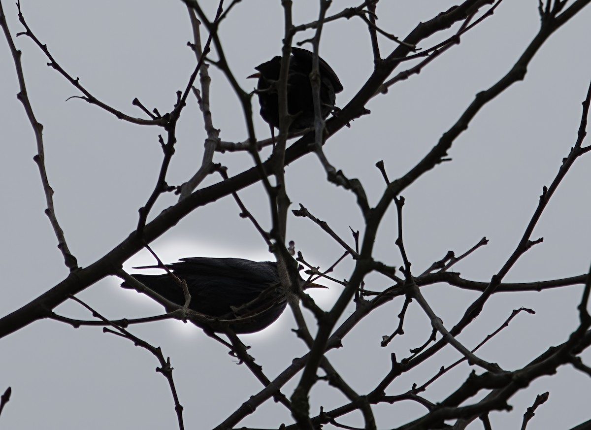 Étourneau unicolore - ML647235909