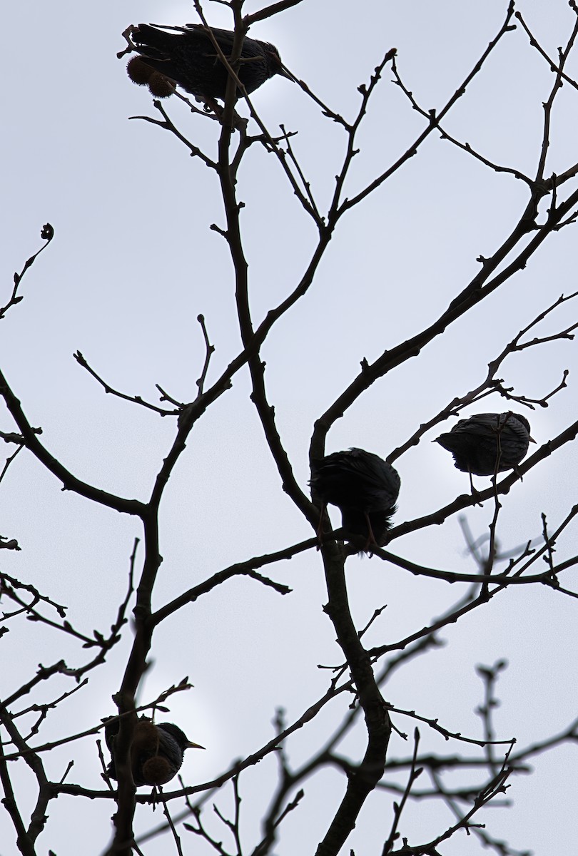 Étourneau unicolore - ML647235910