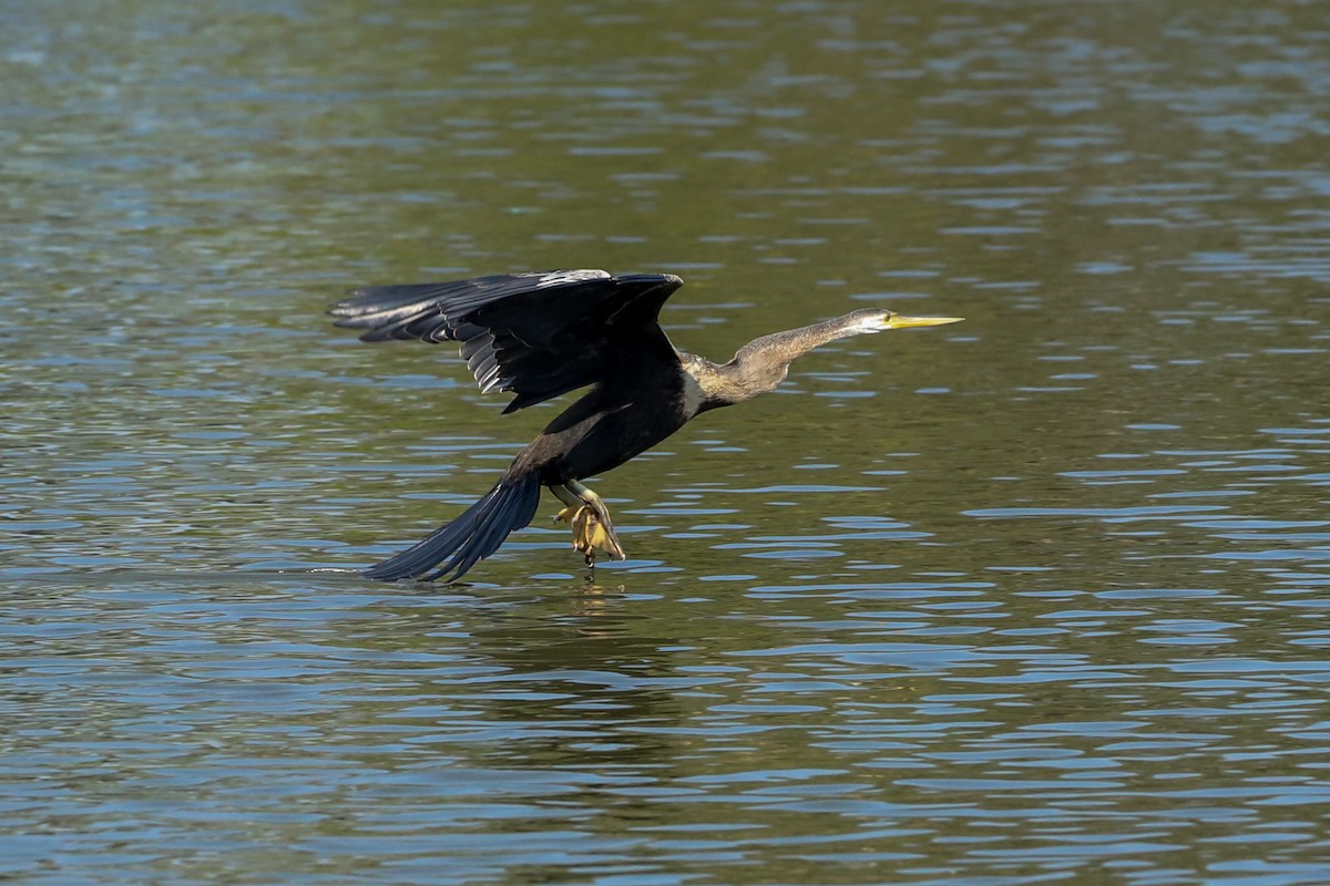 Oriental Darter - ML647235925
