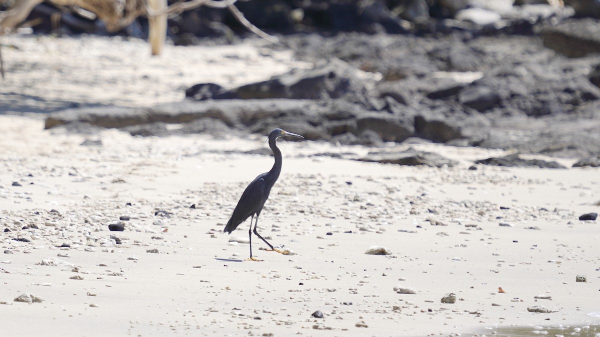 Little Egret - ML647235960