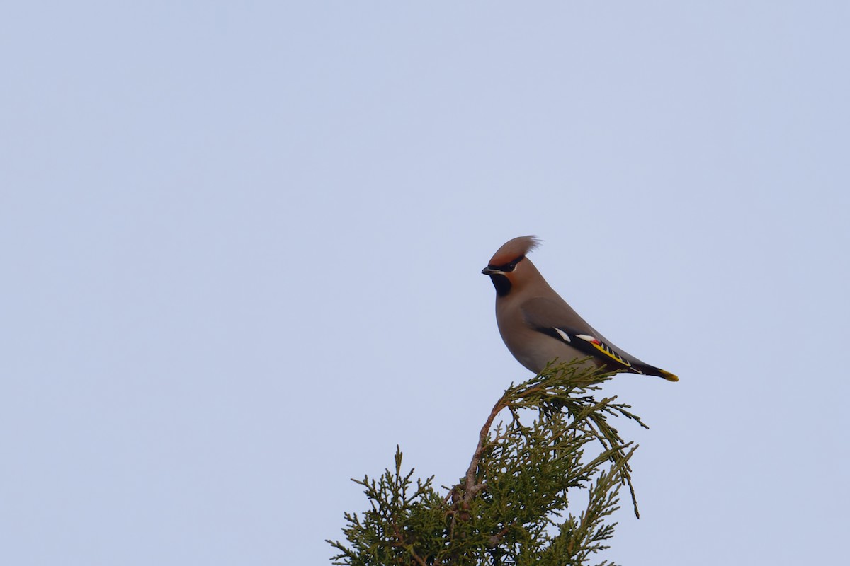 Buztanori boreala - ML647235962