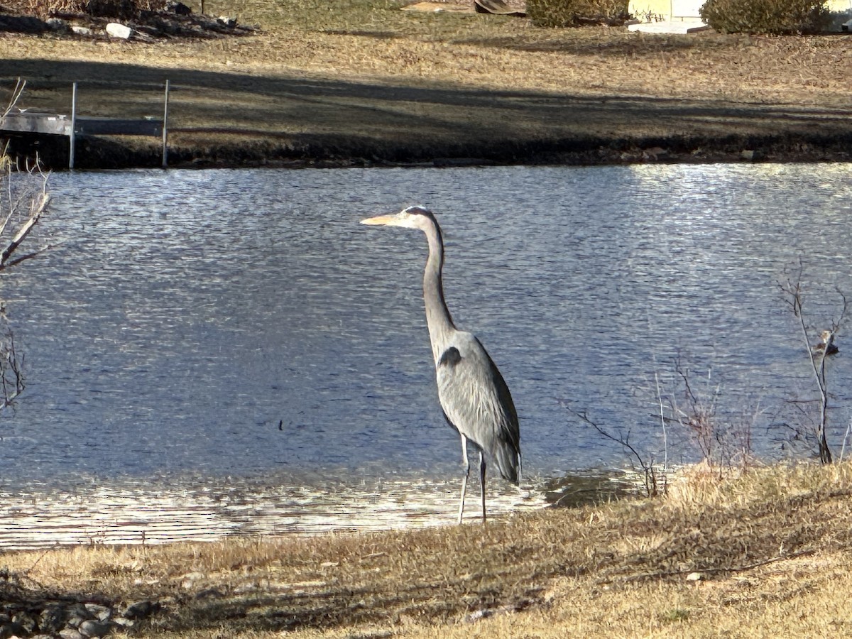 オオアオサギ - ML647235965