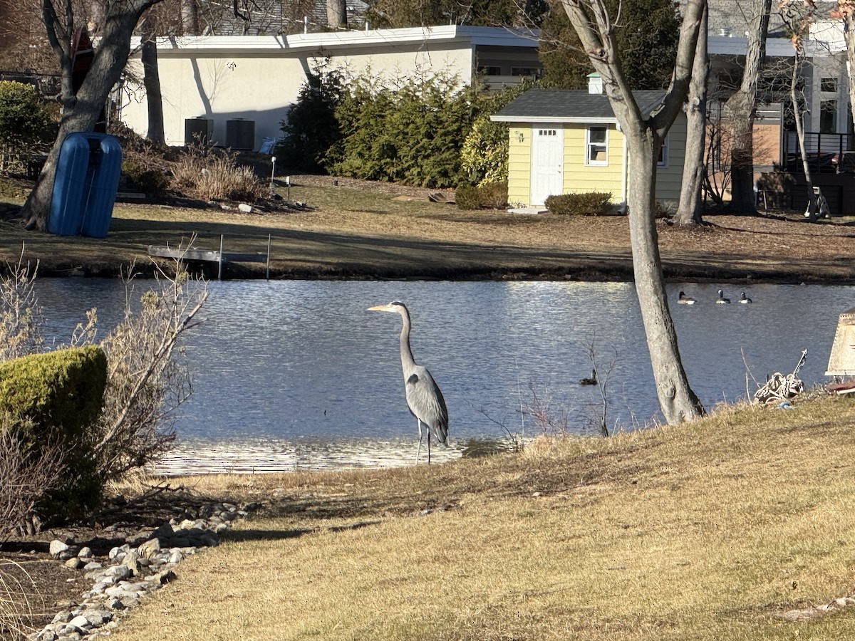 オオアオサギ - ML647235966