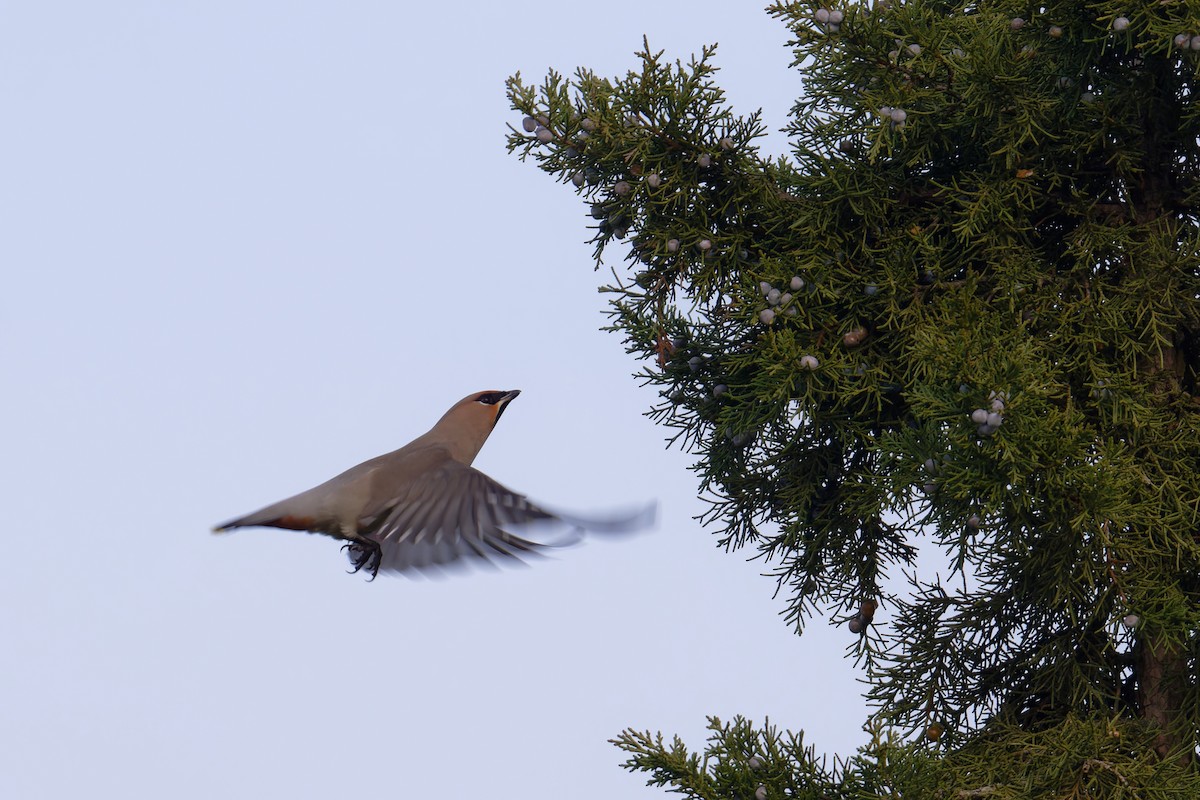 Bohemian Waxwing - ML647235973