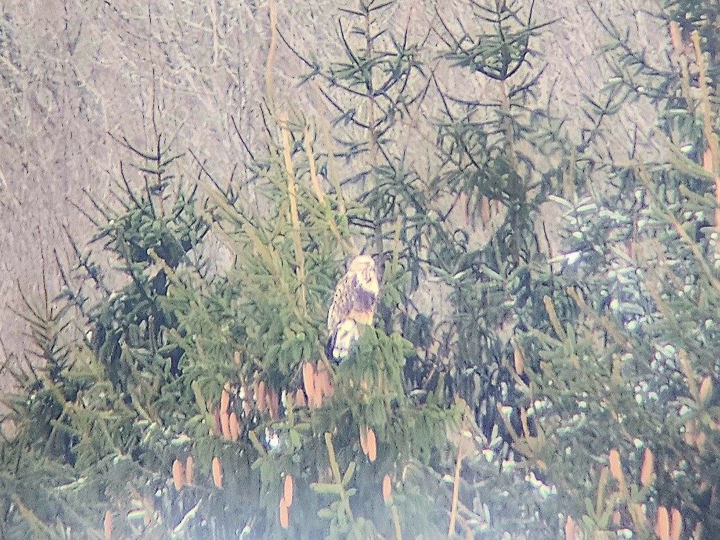Rough-legged Hawk - ML647235975