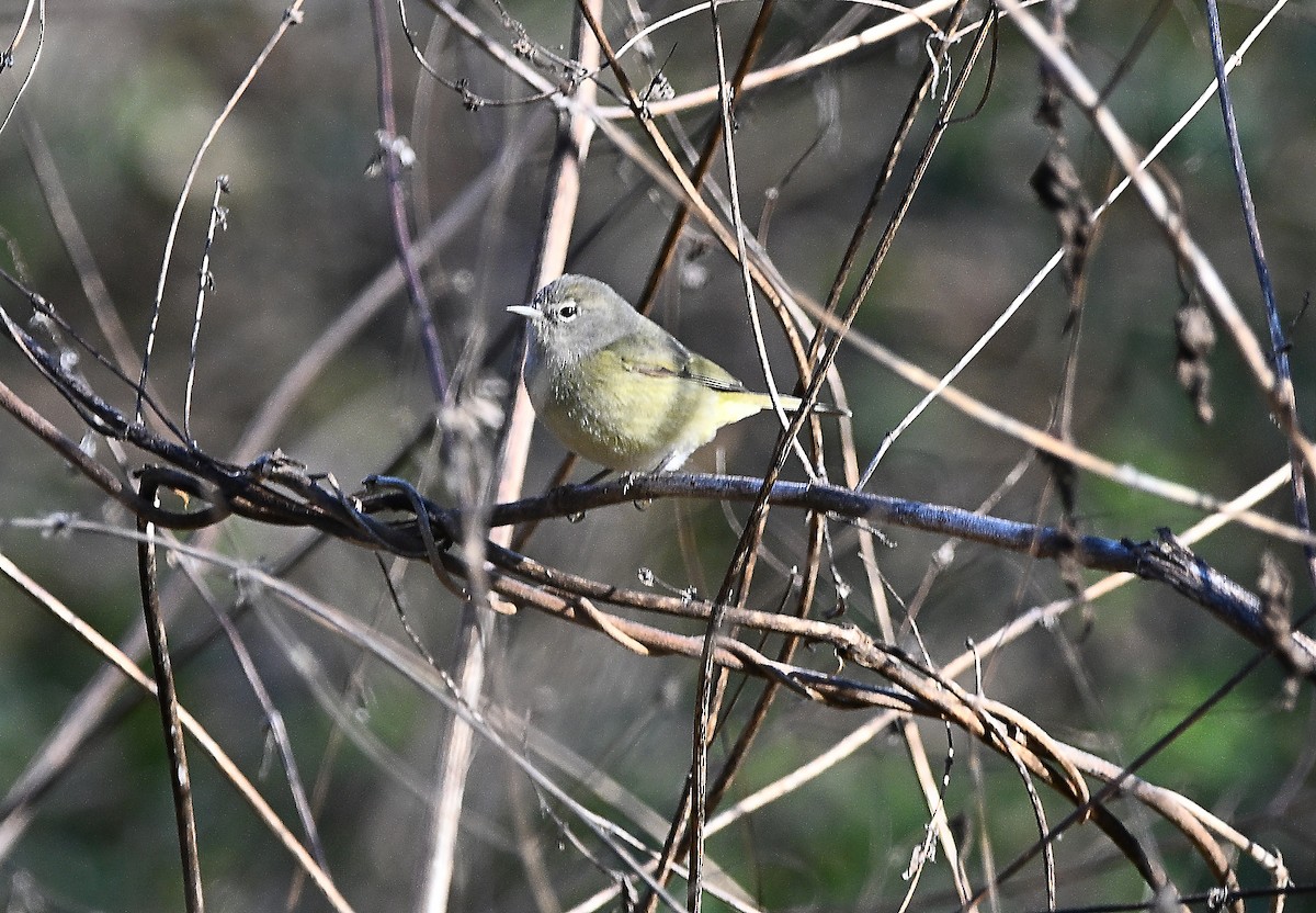 Orange-crowned Warbler - ML647235976