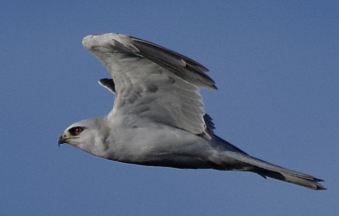 White-tailed Kite - ML647235977