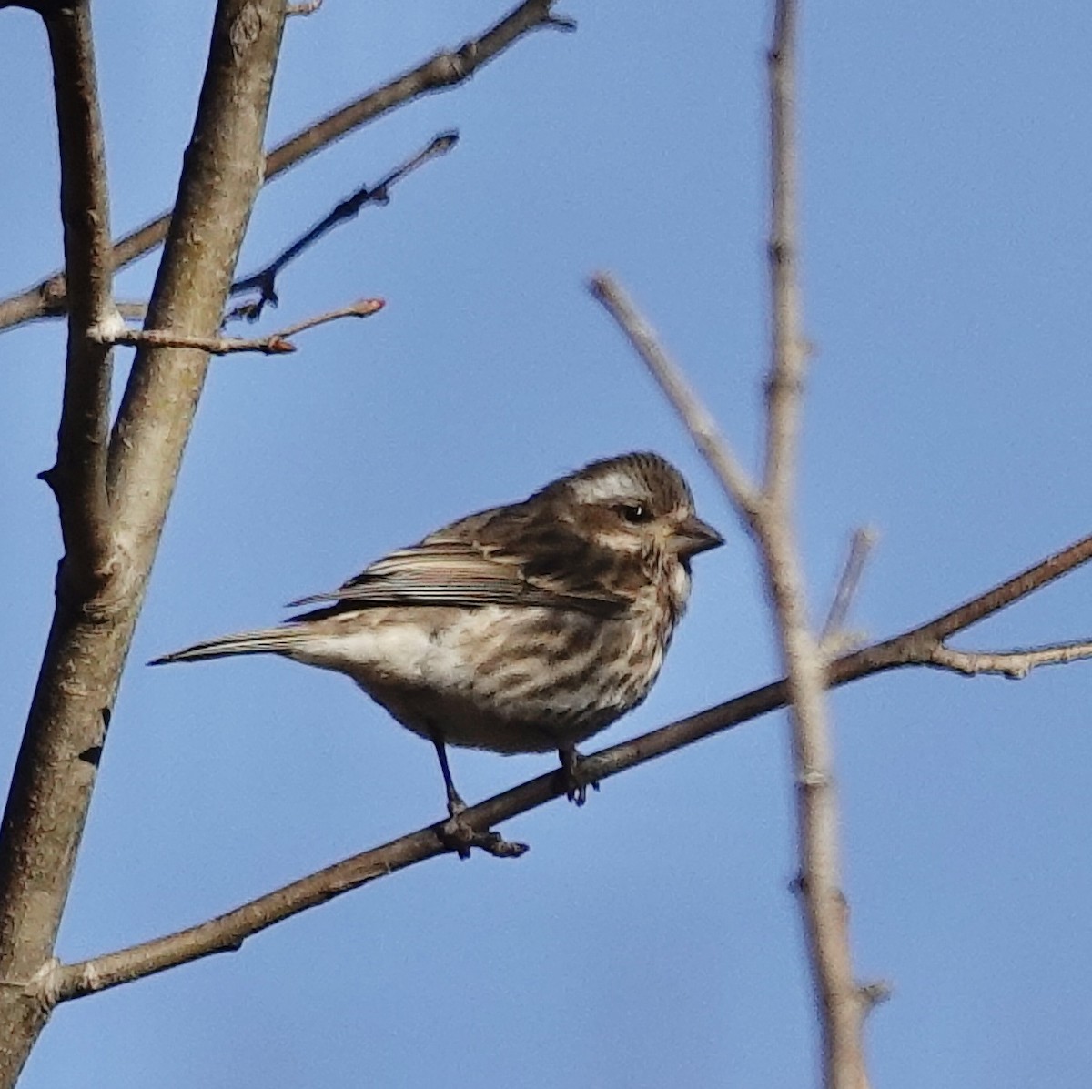 Purple Finch - ML647235978