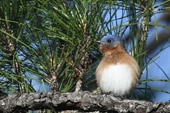 Eastern Bluebird - ML647235982