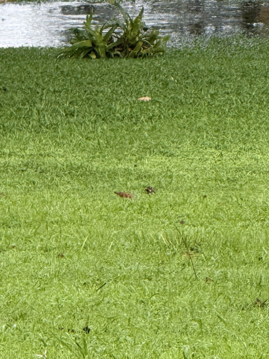 Ruddy Ground Dove - ML647235990