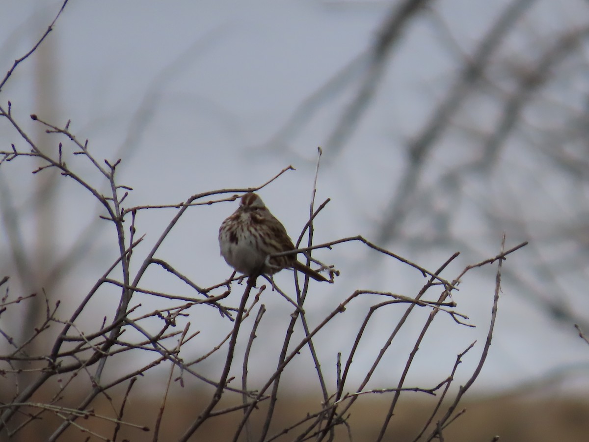 Song Sparrow - ML647235992