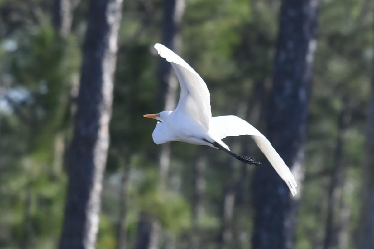 Great Egret - ML647235994