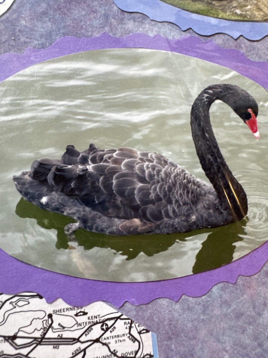 Black Swan - ML647235995