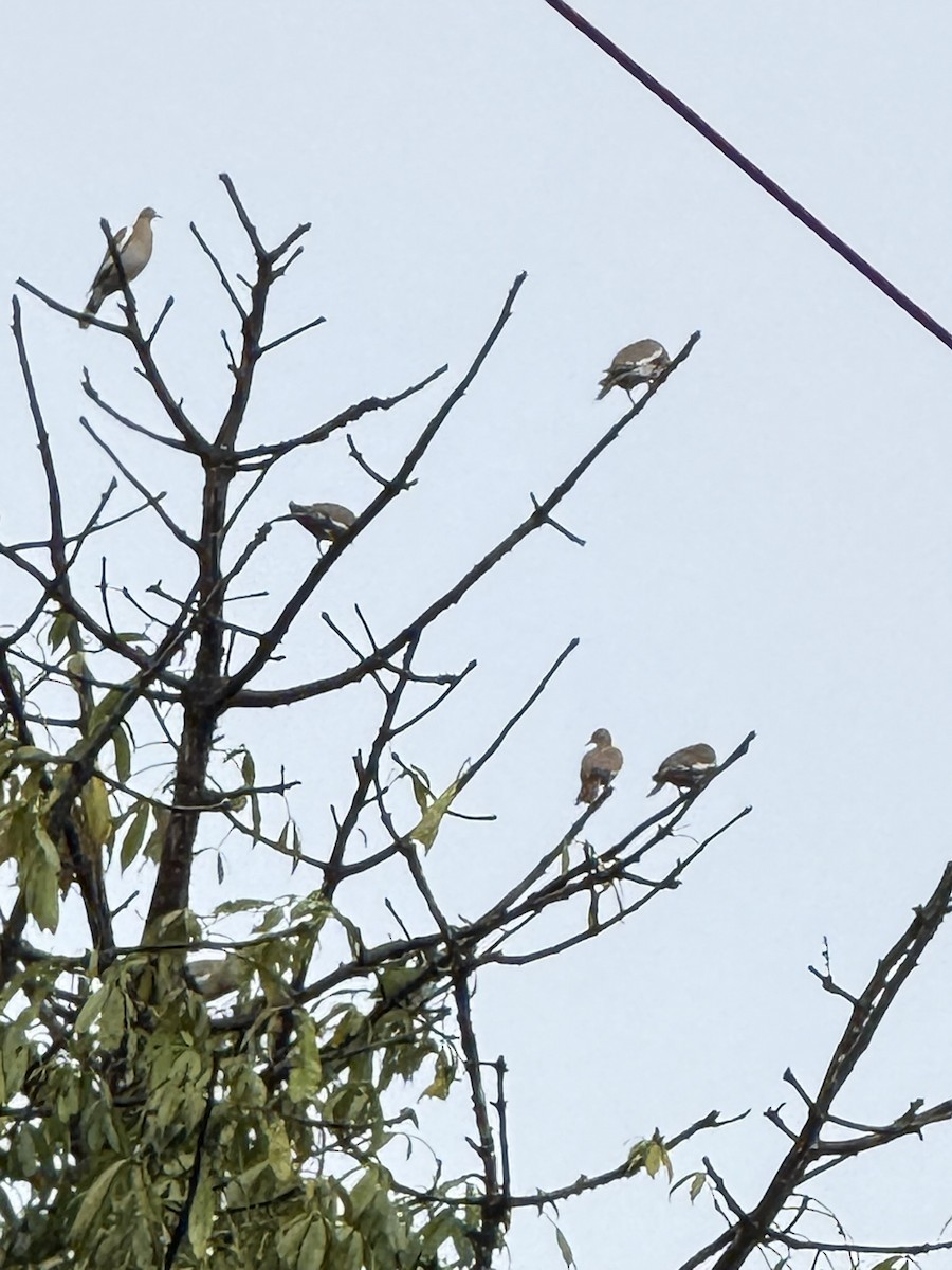 White-winged Dove - ML647235997