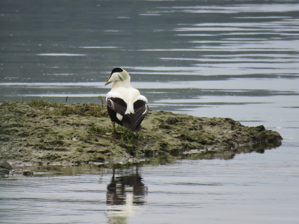 Common Eider - ML647236000